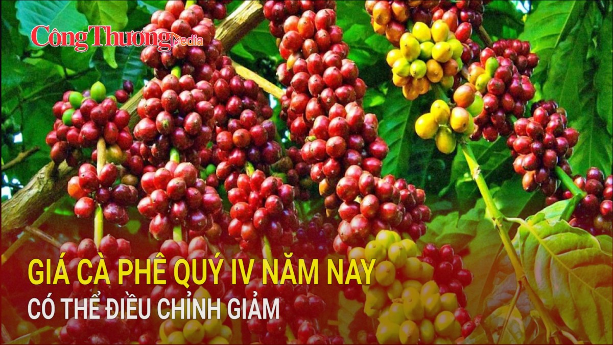 Giá cà phê quý IV năm nay có thể điều chỉnh giảm