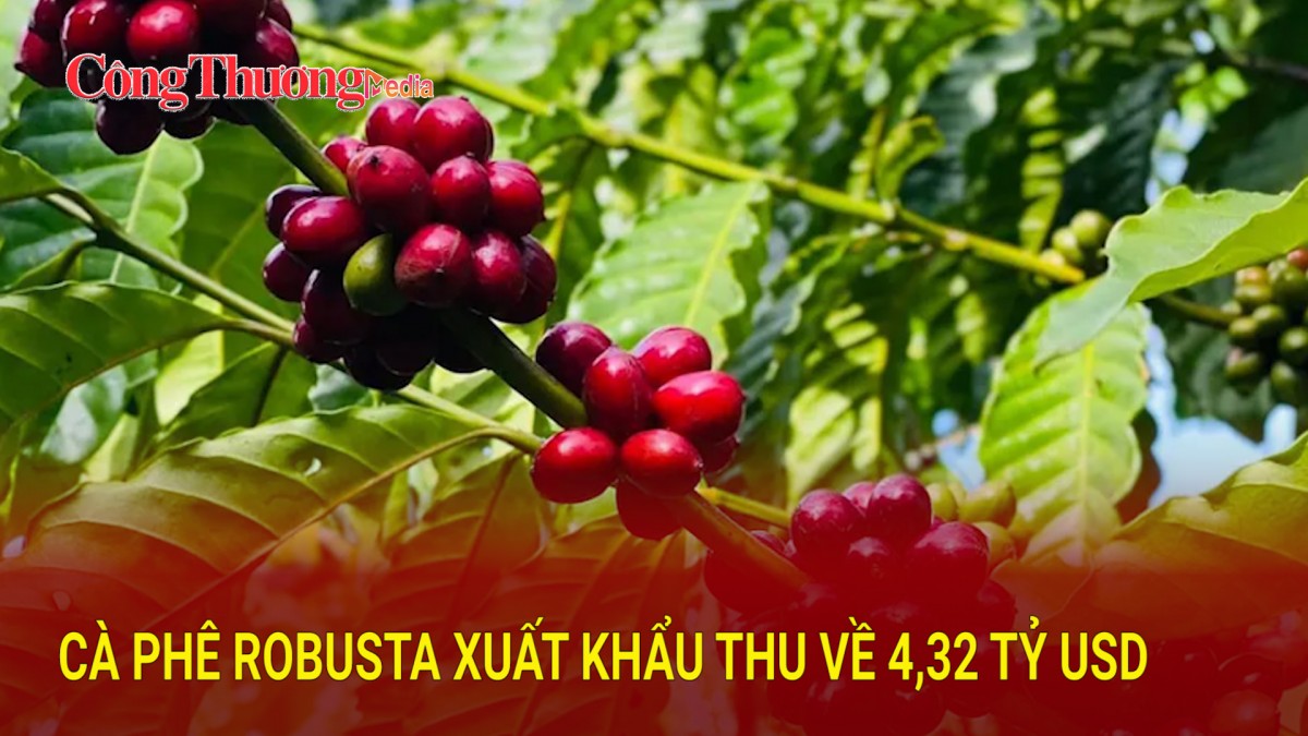 Cà phê Robusta xuất khẩu thu về 4,32 tỷ USD