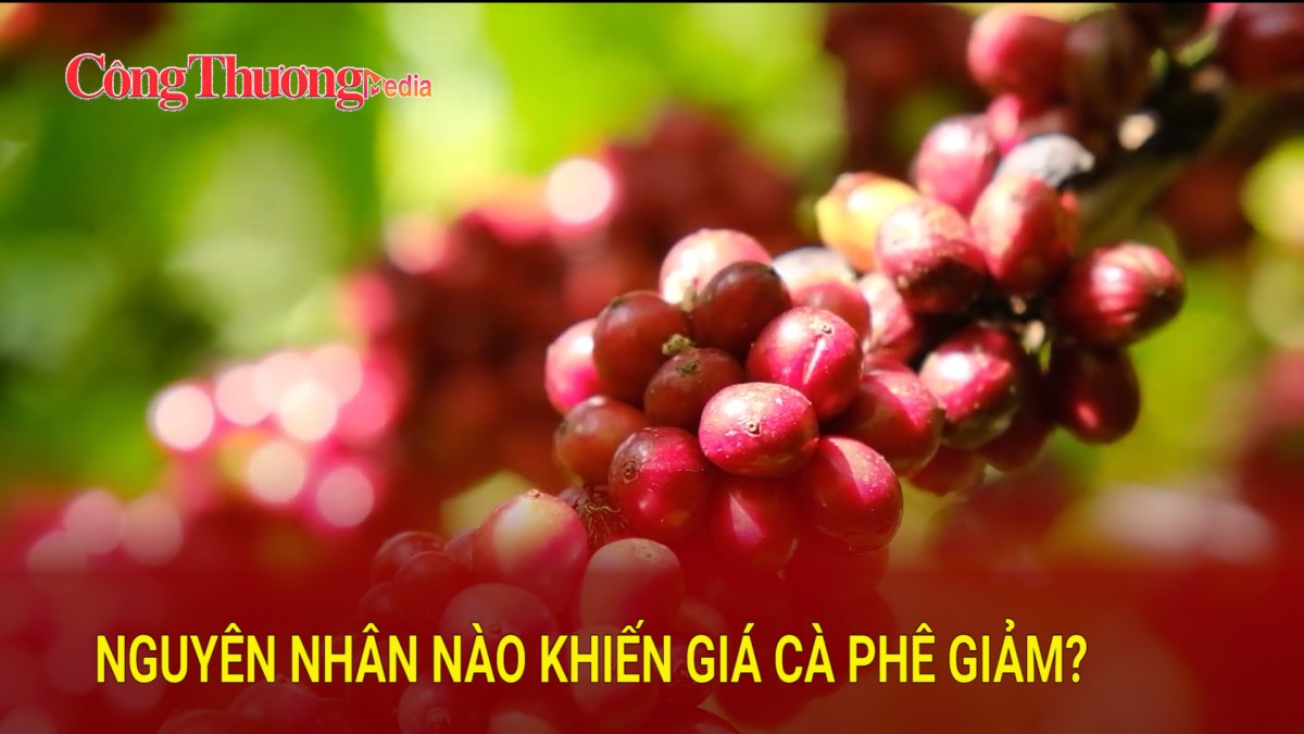 Nguyên nhân nào khiến giá cà phê giảm?