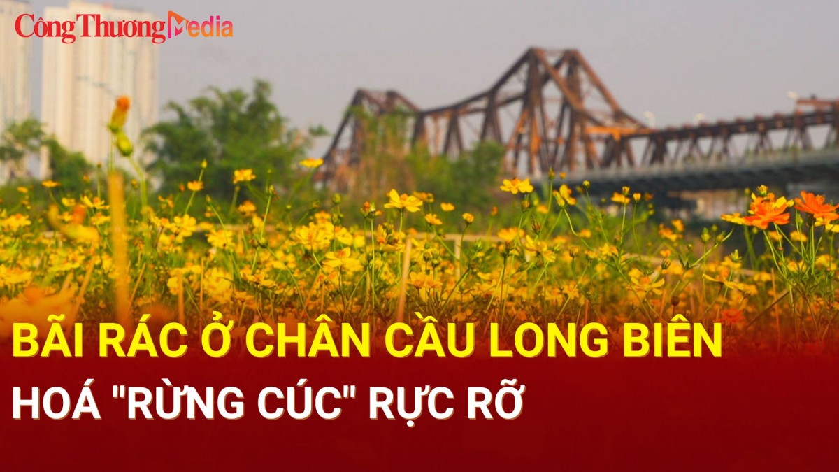 Bãi rác ở chân cầu Long Biên hoá "rừng cúc" rực rỡ