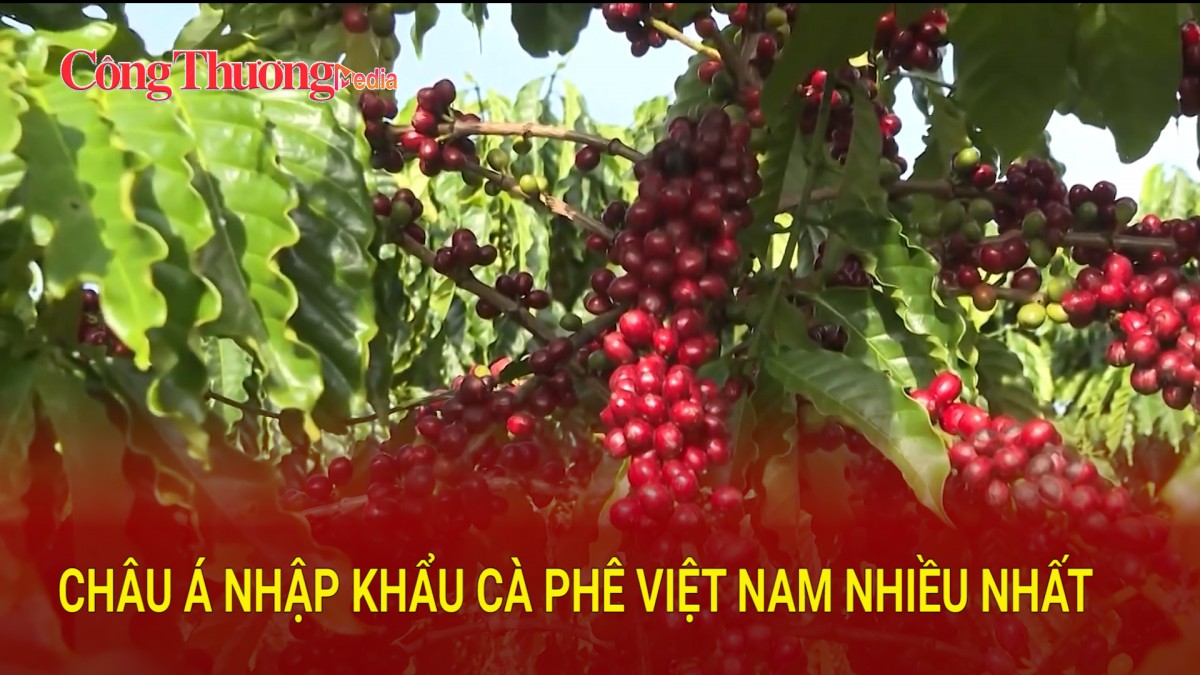 Châu Á nhập khẩu cà phê Việt Nam nhiều nhất