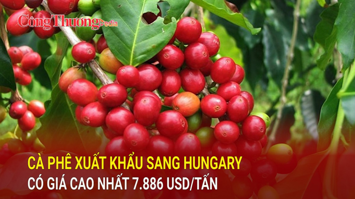 Cà phê xuất khẩu sang Hungary có giá cao nhất 7.886 USD/tấn