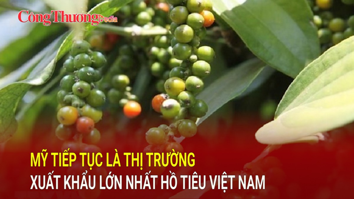 Mỹ tiếp tục là thị trường xuất khẩu lớn nhất hồ tiêu Việt Nam