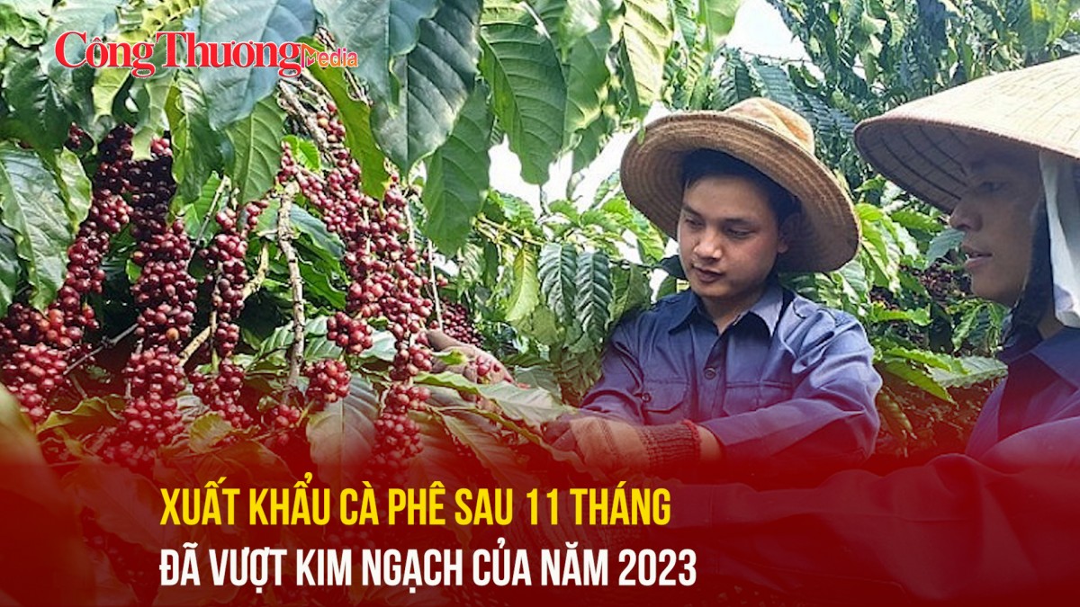 Xuất khẩu cà phê sau 11 tháng đã vượt kim ngạch của năm 2023