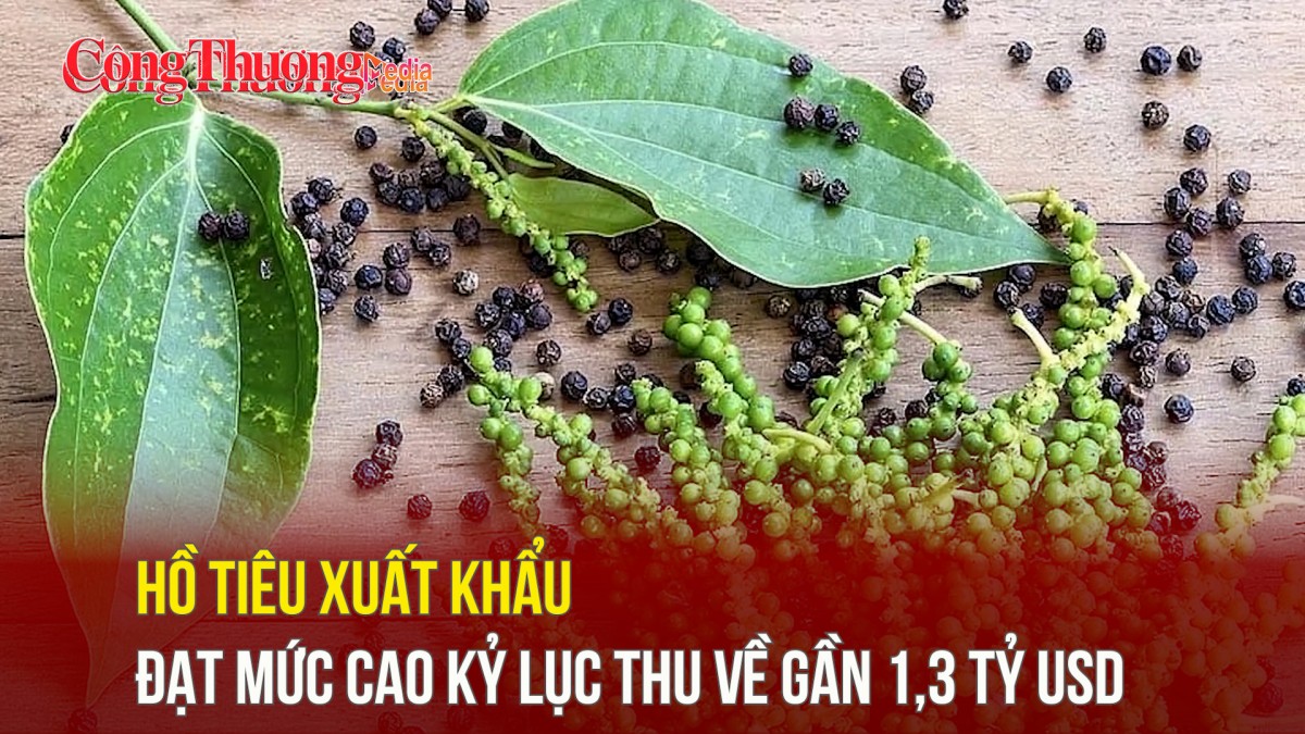 Hồ tiêu xuất khẩu đạt mức cao kỷ lục thu về gần 1,3 tỷ USD