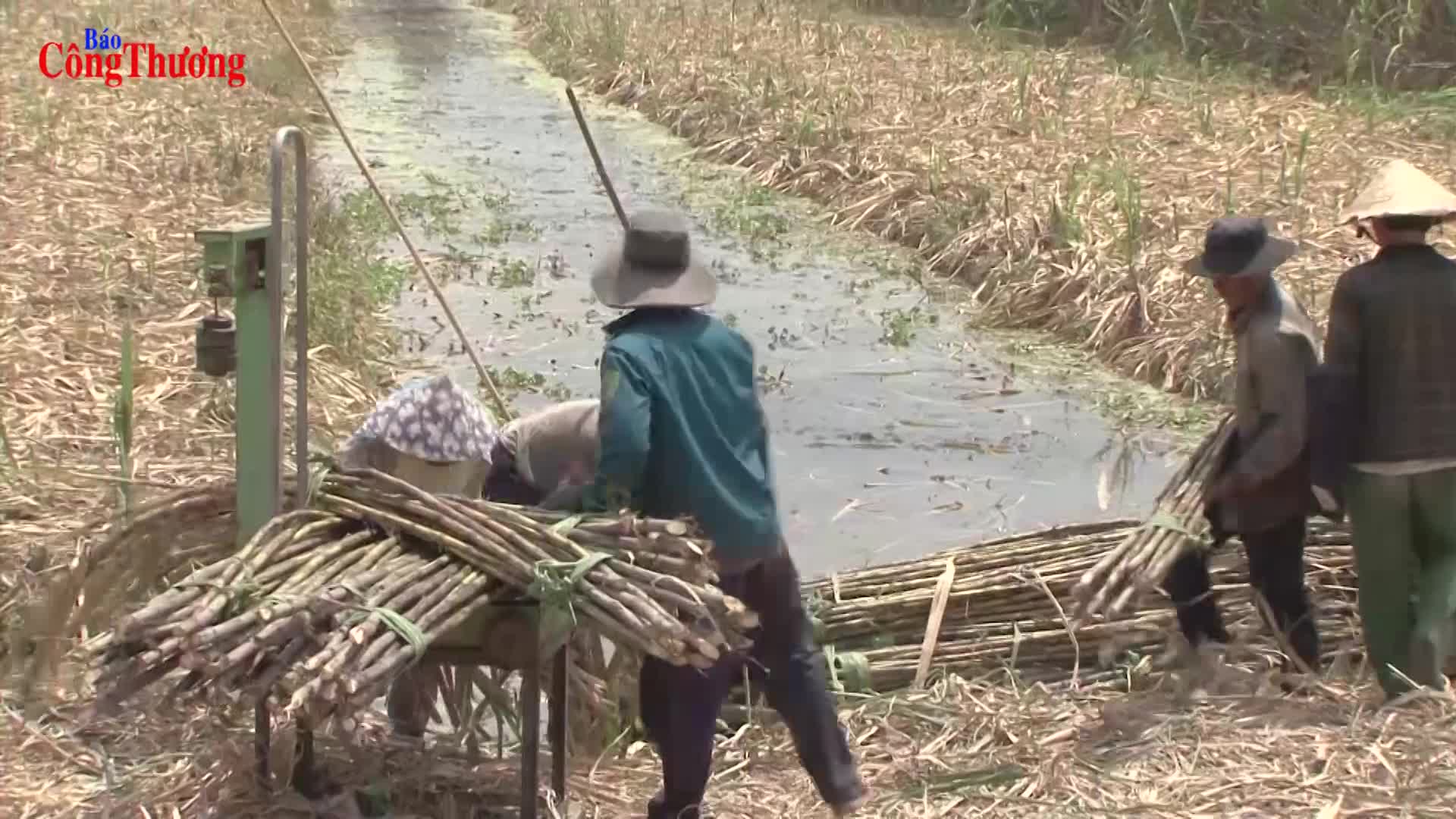 Ngành mía đường và những cơ hội mới từ ATIGA