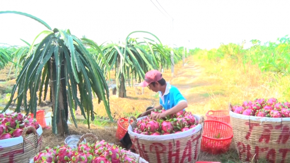 Xuất khẩu rau quả kỳ vọng lớn trong 2021