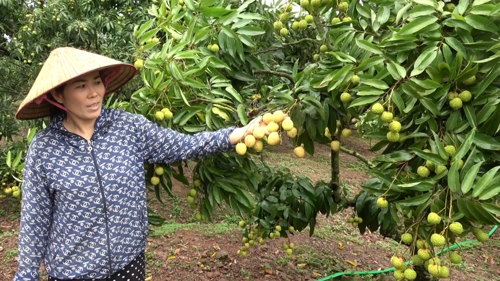 Tem truy xuất nguồn gốc không làm khó bà con vùng trồng vải Lục Ngạn